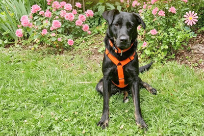 Meria, Labbi-Mix - Hündin