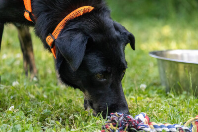 Meria, Labbi-Mix - Hündin