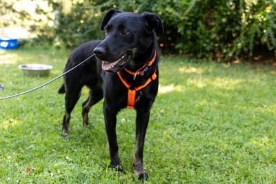 Meria, Labbi-Mix - Hündin