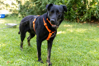 Meria, Labbi-Mix - Hündin
