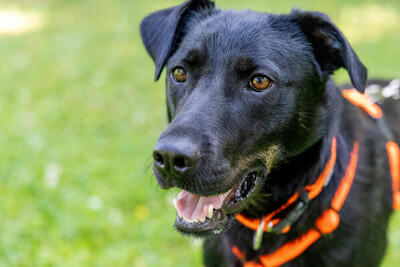 Meria, Labbi-Mix - Hündin