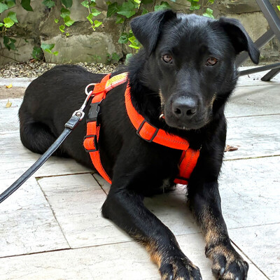 Meria, Labbi-Mix - Hündin