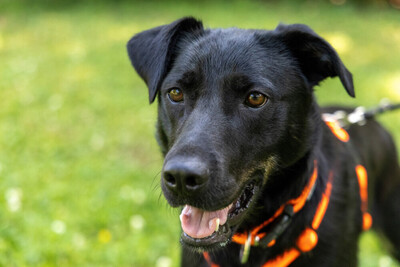 Meria, Labbi-Mix - Hündin