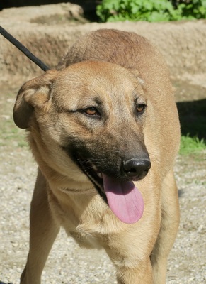 Merida - DREIBEIN, Mix - Hündin