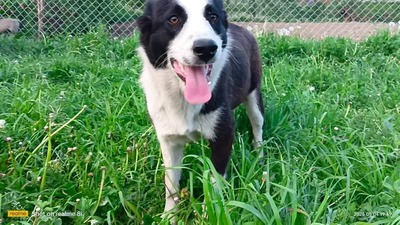 Merida wartet noch immer auf ihr eigenes Glück, Mischling - Hündin