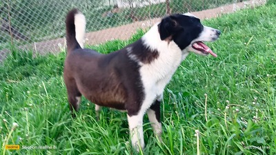 Merida wartet noch immer auf ihr eigenes Glück, Mischling - Hündin