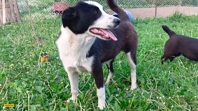 Merida wartet noch immer auf ihr eigenes Glück, Mischling - Hündin