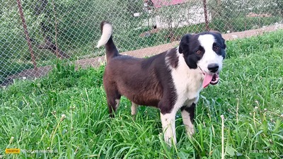 Merida wartet noch immer auf ihr eigenes Glück, Mischling - Hündin