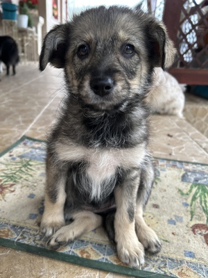 Merina, ein kleines Zwergerl auf vier Pfoten sucht ihr Für-immer-Zuhause