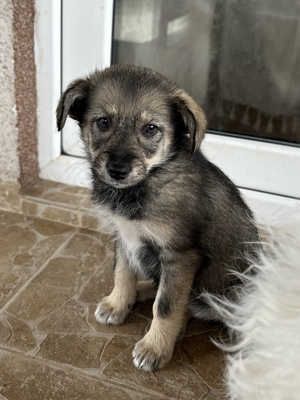 Merina, ein kleines Zwergerl auf vier Pfoten sucht ihr Für-immer-Zuhause, Mischling Welpen - Hündin