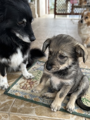 Merina, ein kleines Zwergerl auf vier Pfoten sucht ihr Für-immer-Zuhause, Mischling Welpen - Hündin