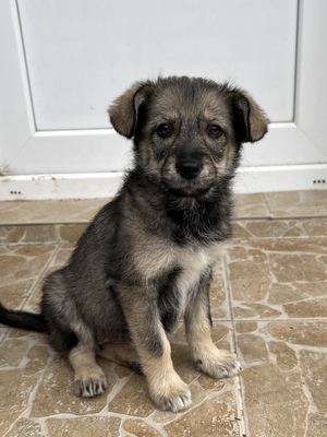 Merina, ein kleines Zwergerl auf vier Pfoten sucht ihr Für-immer-Zuhause, Mischling Welpen - Hündin