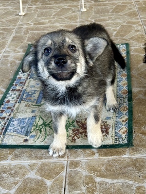 Merina, ein kleines Zwergerl auf vier Pfoten sucht ihr Für-immer-Zuhause, Mischling Welpen - Hündin