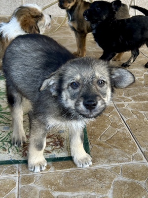 Merina, ein kleines Zwergerl auf vier Pfoten sucht ihr Für-immer-Zuhause, Mischling Welpen - Hündin