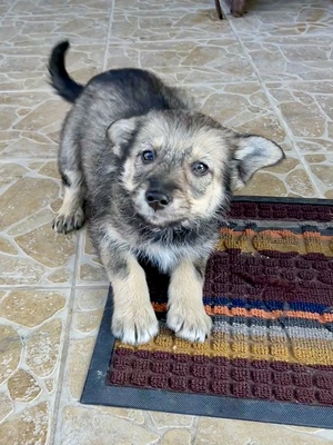 Merina, ein kleines Zwergerl auf vier Pfoten sucht ihr Für-immer-Zuhause, Mischling Welpen - Hündin