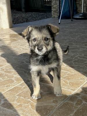 Merina, ein kleines Zwergerl auf vier Pfoten sucht ihr Für-immer-Zuhause, Mischling Welpen - Hündin