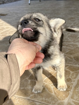 Merina, ein kleines Zwergerl auf vier Pfoten sucht ihr Für-immer-Zuhause, Mischling Welpen - Hündin
