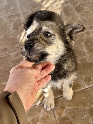 Merina, ein kleines Zwergerl auf vier Pfoten sucht ihr Für-immer-Zuhause, Mischling Welpen - Hündin