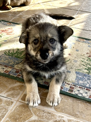 Merina, ein kleines Zwergerl auf vier Pfoten sucht ihr Für-immer-Zuhause, Mischling Welpen - Hündin