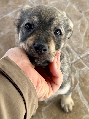 Merina, ein kleines Zwergerl auf vier Pfoten sucht ihr Für-immer-Zuhause, Mischling Welpen - Hündin