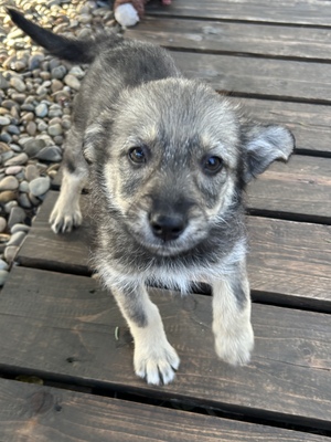 Merina, ein kleines Zwergerl auf vier Pfoten sucht ihr Für-immer-Zuhause, Mischling Welpen - Hündin