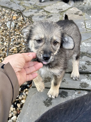 Merina, ein kleines Zwergerl auf vier Pfoten sucht ihr Für-immer-Zuhause, Mischling Welpen - Hündin