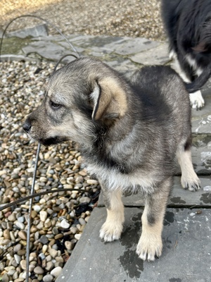 Merina, ein kleines Zwergerl auf vier Pfoten sucht ihr Für-immer-Zuhause, Mischling Welpen - Hündin