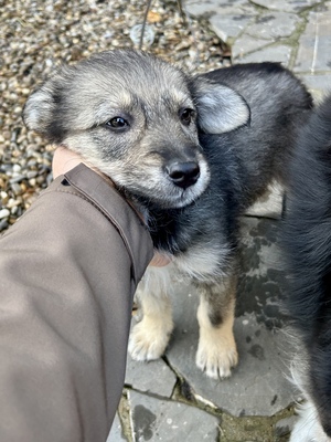 Merina, ein kleines Zwergerl auf vier Pfoten sucht ihr Für-immer-Zuhause, Mischling Welpen - Hündin