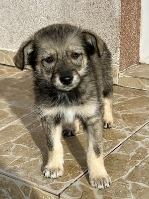 Merina, ein kleines Zwergerl auf vier Pfoten sucht ihr Für-immer-Zuhause, Mischling Welpen - Hündin