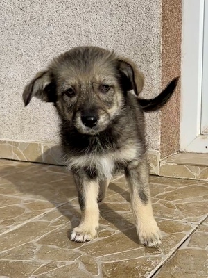 Merina, ein kleines Zwergerl auf vier Pfoten sucht ihr Für-immer-Zuhause, Mischling Welpen - Hündin