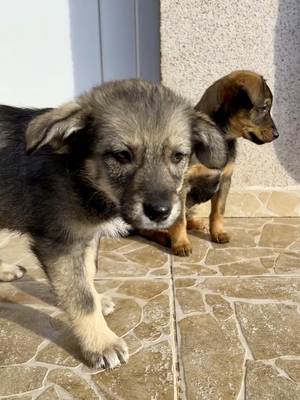 Merina, ein kleines Zwergerl auf vier Pfoten sucht ihr Für-immer-Zuhause, Mischling Welpen - Hündin