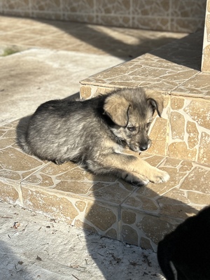 Merina, ein kleines Zwergerl auf vier Pfoten sucht ihr Für-immer-Zuhause, Mischling Welpen - Hündin