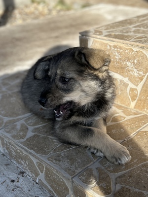 Merina, ein kleines Zwergerl auf vier Pfoten sucht ihr Für-immer-Zuhause, Mischling Welpen - Hündin