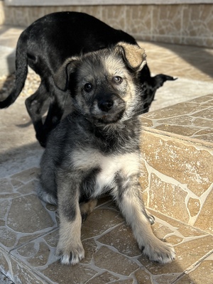Merina, ein kleines Zwergerl auf vier Pfoten sucht ihr Für-immer-Zuhause, Mischling Welpen - Hündin