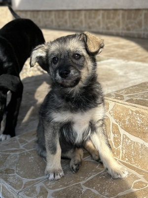 Merina, ein kleines Zwergerl auf vier Pfoten sucht ihr Für-immer-Zuhause, Mischling Welpen - Hündin