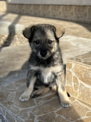 Merina, ein kleines Zwergerl auf vier Pfoten sucht ihr Für-immer-Zuhause, Mischling Welpen - Hündin