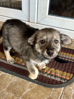 Merina, ein kleines Zwergerl auf vier Pfoten sucht ihr Für-immer-Zuhause, Mischling Welpen - Hündin