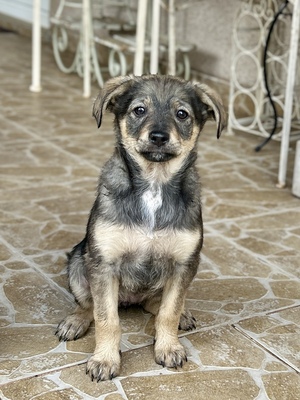 Merina, ein kleines Zwergerl auf vier Pfoten sucht ihr Für-immer-Zuhause, Mischling Welpen - Hündin