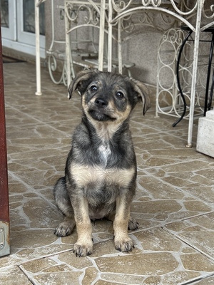 Merina, ein kleines Zwergerl auf vier Pfoten sucht ihr Für-immer-Zuhause, Mischling Welpen - Hündin