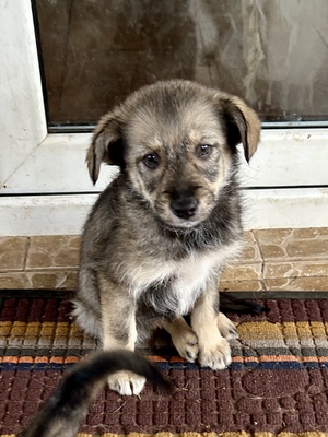 Merina, ein kleines Zwergerl auf vier Pfoten sucht ihr Für-immer-Zuhause, Mischling Welpen - Hündin