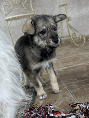 Merina, ein kleines Zwergerl auf vier Pfoten sucht ihr Für-immer-Zuhause, Mischling Welpen - Hündin