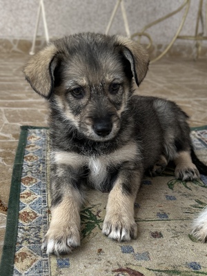 Merina, ein kleines Zwergerl auf vier Pfoten sucht ihr Für-immer-Zuhause, Mischling Welpen - Hündin