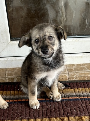 Merina, ein kleines Zwergerl auf vier Pfoten sucht ihr Für-immer-Zuhause, Mischling Welpen - Hündin