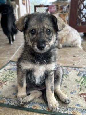 Merina, ein kleines Zwergerl auf vier Pfoten sucht ihr Für-immer-Zuhause, Mischling Welpen - Hündin