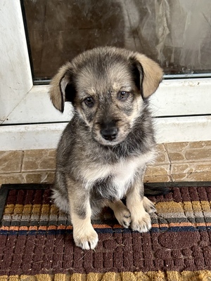 Merina, ein kleines Zwergerl auf vier Pfoten sucht ihr Für-immer-Zuhause, Mischling Welpen - Hündin