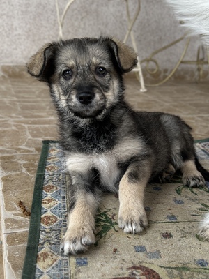 Merina, ein kleines Zwergerl auf vier Pfoten sucht ihr Für-immer-Zuhause, Mischling Welpen - Hündin