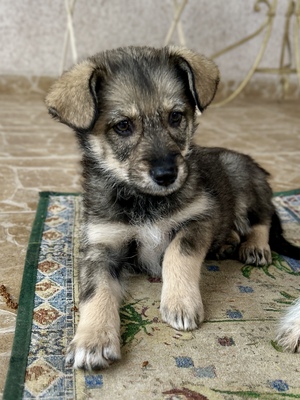 Merina, ein kleines Zwergerl auf vier Pfoten sucht ihr Für-immer-Zuhause, Mischling Welpen - Hündin