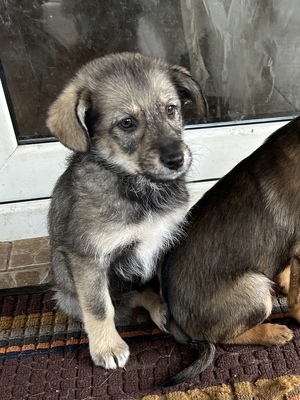 Merina, ein kleines Zwergerl auf vier Pfoten sucht ihr Für-immer-Zuhause, Mischling Welpen - Hündin