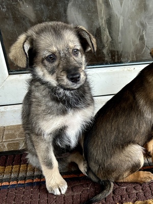 Merina, ein kleines Zwergerl auf vier Pfoten sucht ihr Für-immer-Zuhause, Mischling Welpen - Hündin