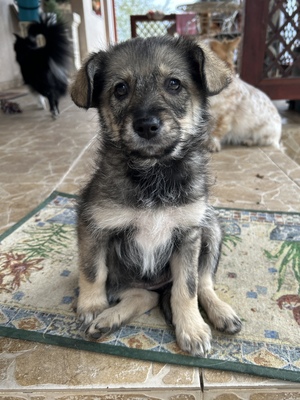 Merina, ein kleines Zwergerl auf vier Pfoten sucht ihr Für-immer-Zuhause, Mischling Welpen - Hündin